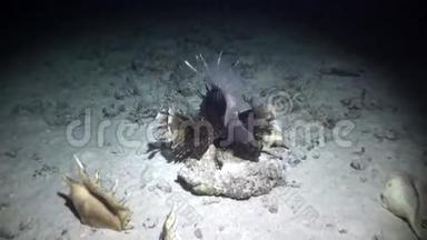 赤海沙底贝壳附近的蝎子鱼。